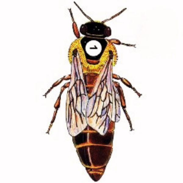 Drottning oparad Buckfas Slut fr 2024 Ny leverans Juni 2025 i gruppen LEVANDE BIN hos LP:S Biodling AB (114008)