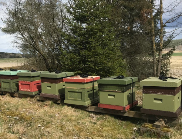 Bisamhlle vervintrat 2024 rs drottning Leverans mitten av Maj 2025 i gruppen LEVANDE BIN hos LP:S Biodling AB (114040LP)
