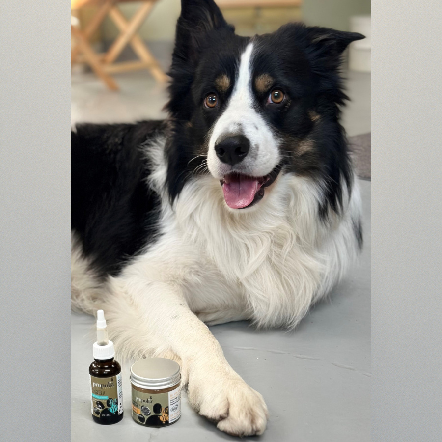 Propolis �rondroppar f�r hundar och katter